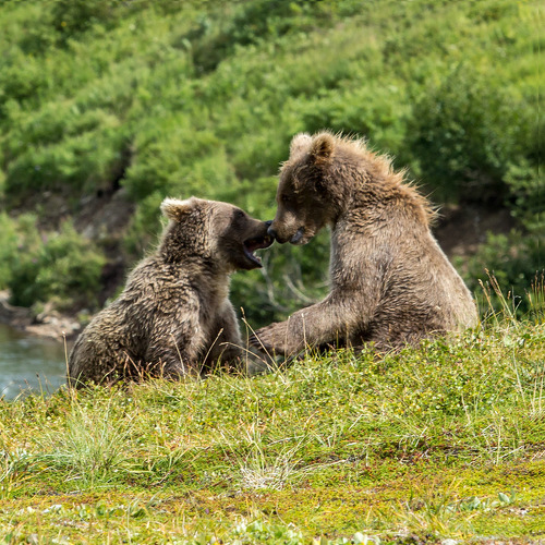Medvědi na Aljašce 2018