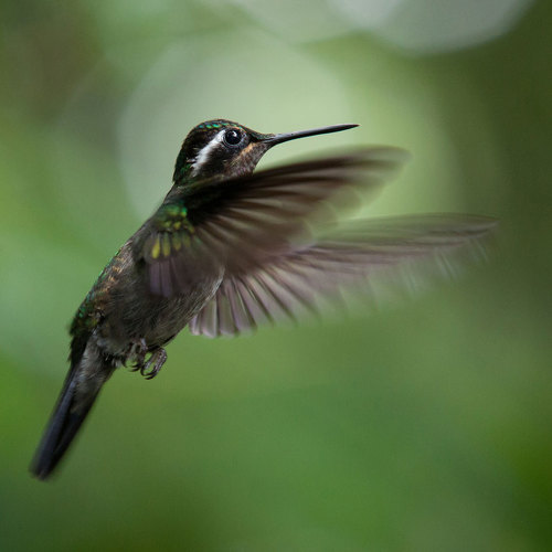 Kostaričtí kolibříci